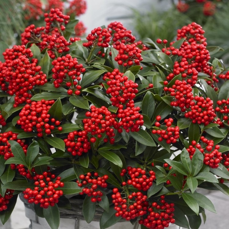 skimmia-japonica