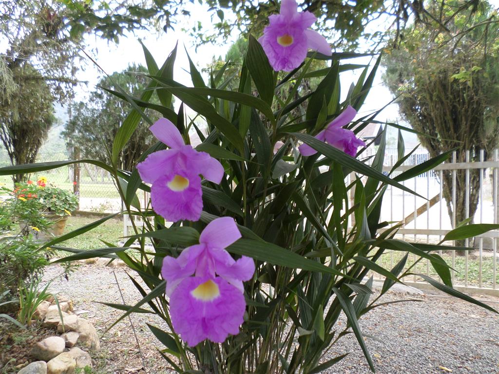 sobralia