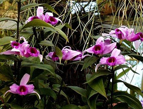 sobralia