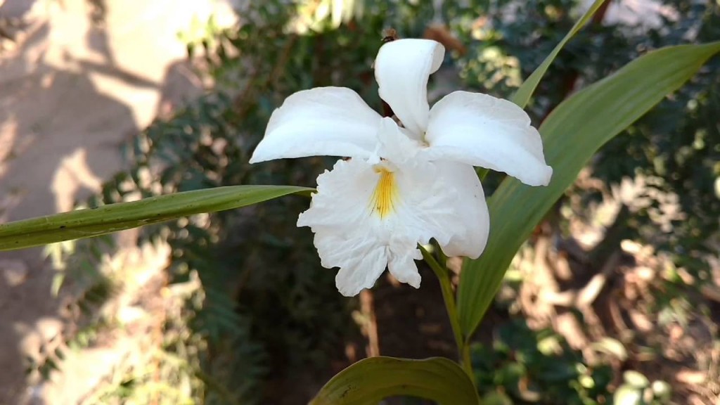 sobralia1