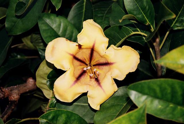 solandra (Small)