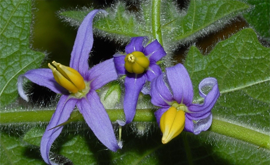 solanum-mammosum-flores-4