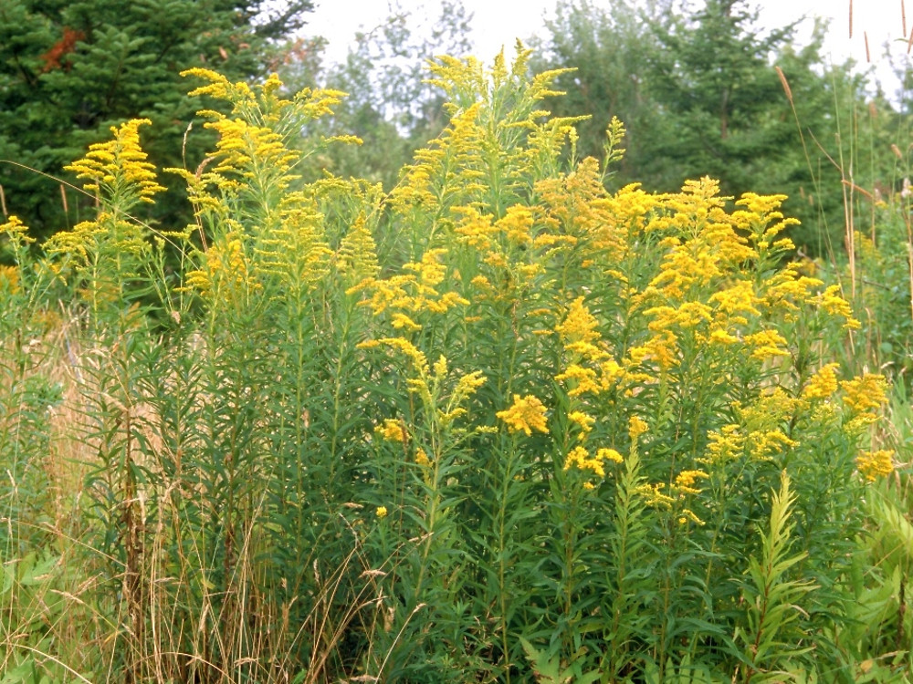 solidago-canadensis-tal