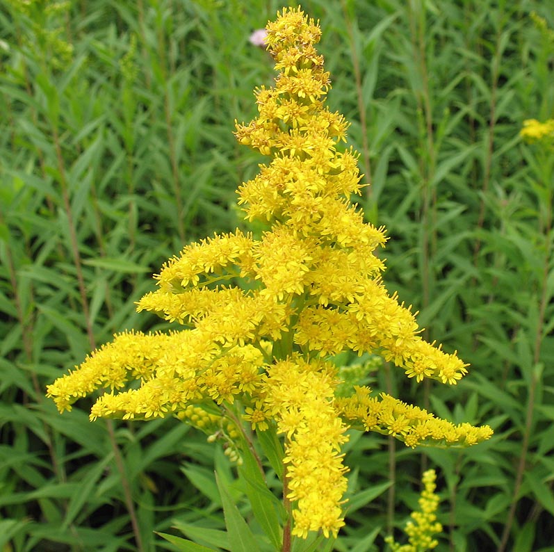 solidago