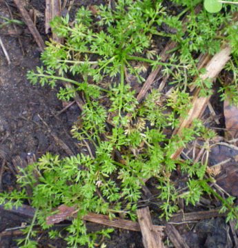 soliva pterosperma