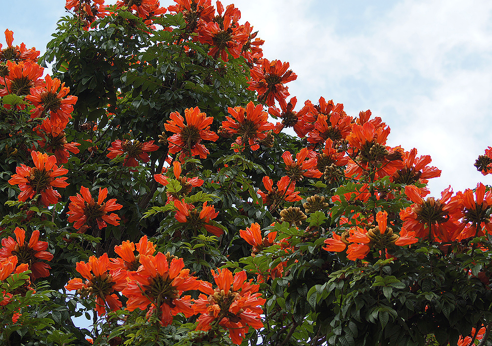 spathodea-campanulata-orange