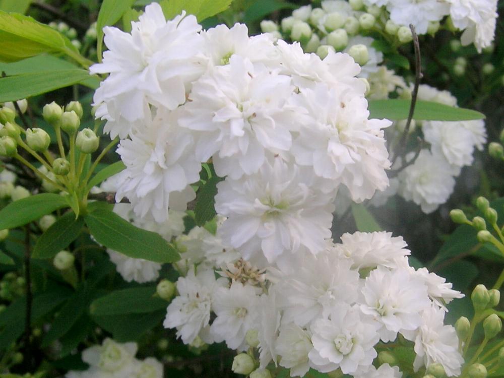 spiraea-lanceata