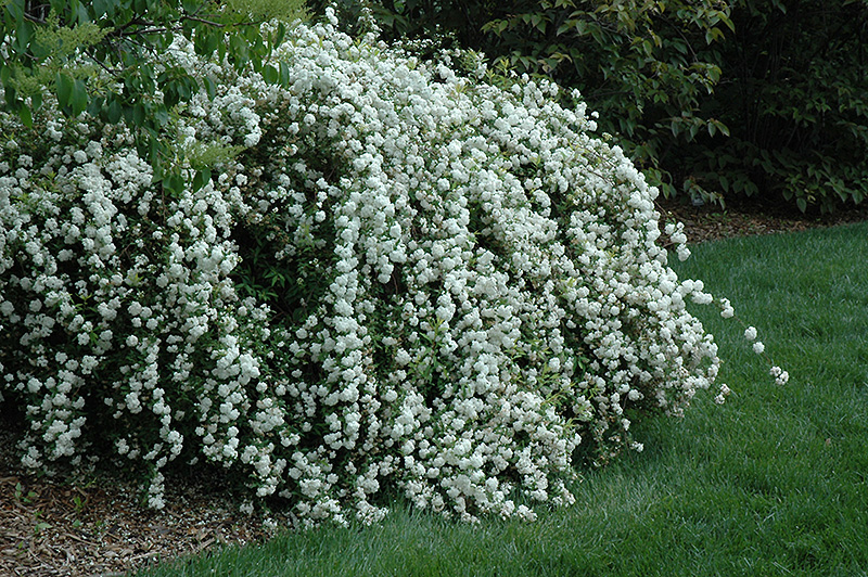 spirea