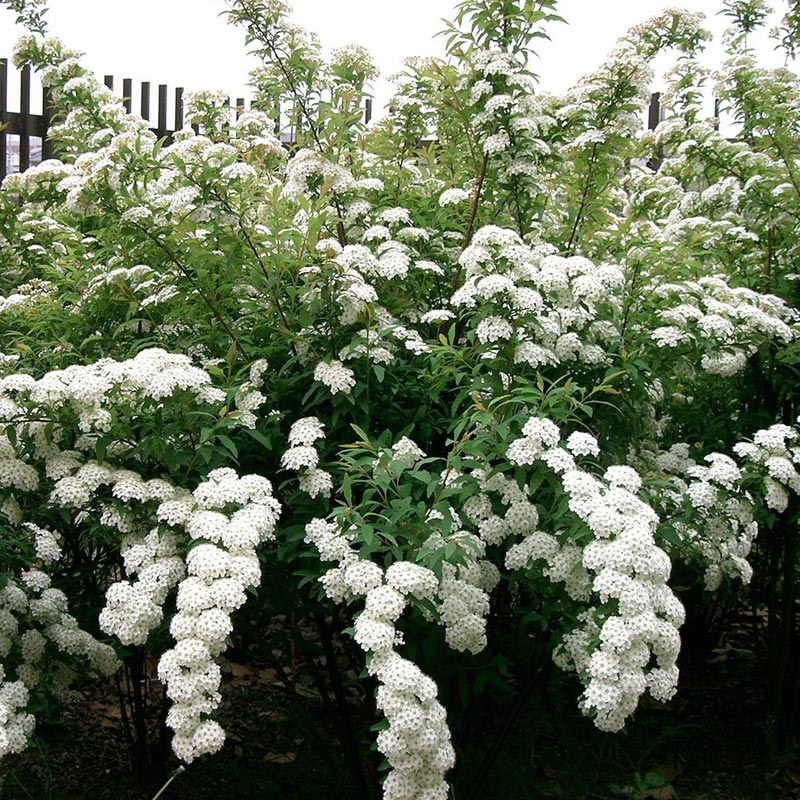 _spirea_cantoniensis8