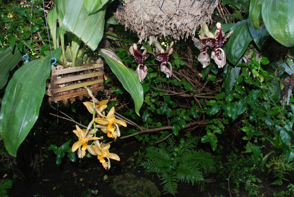 stanhopea