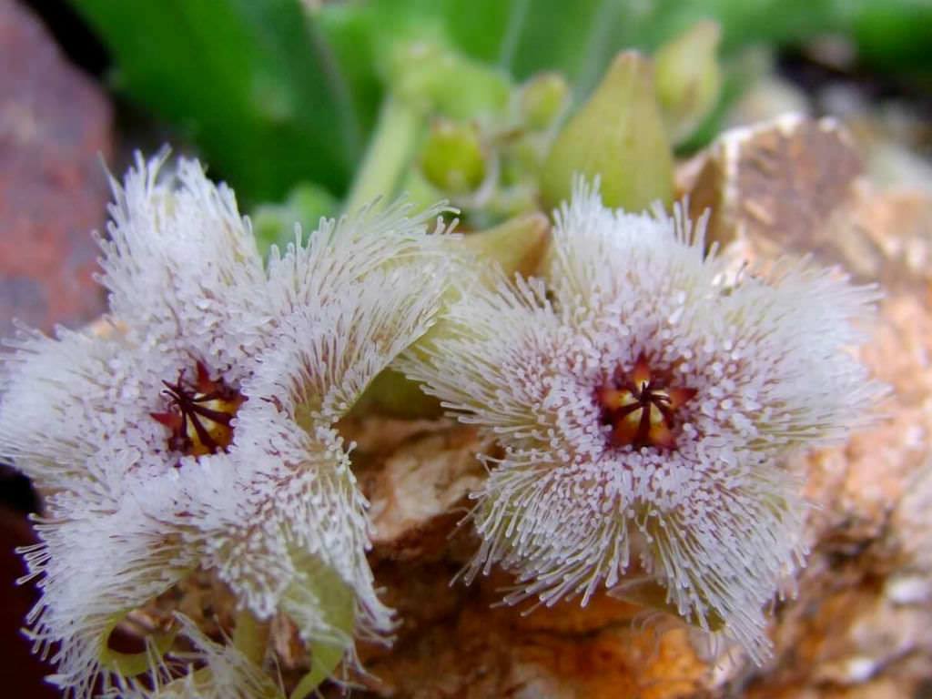 stapelia 4