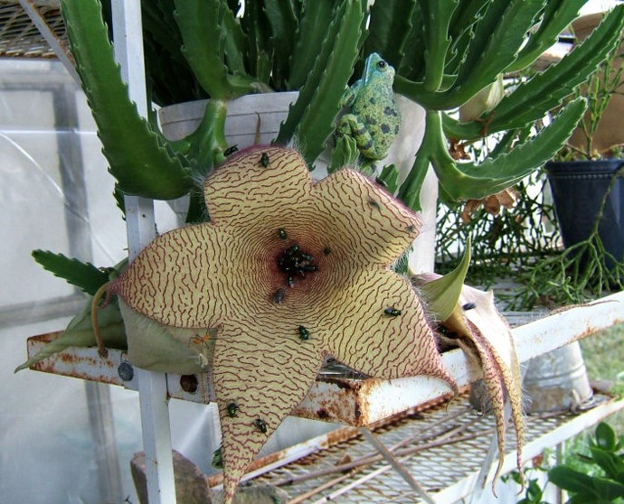 stapelia-gigantea-800x600