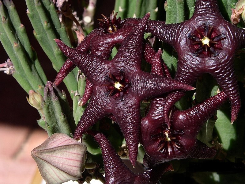 stapelia