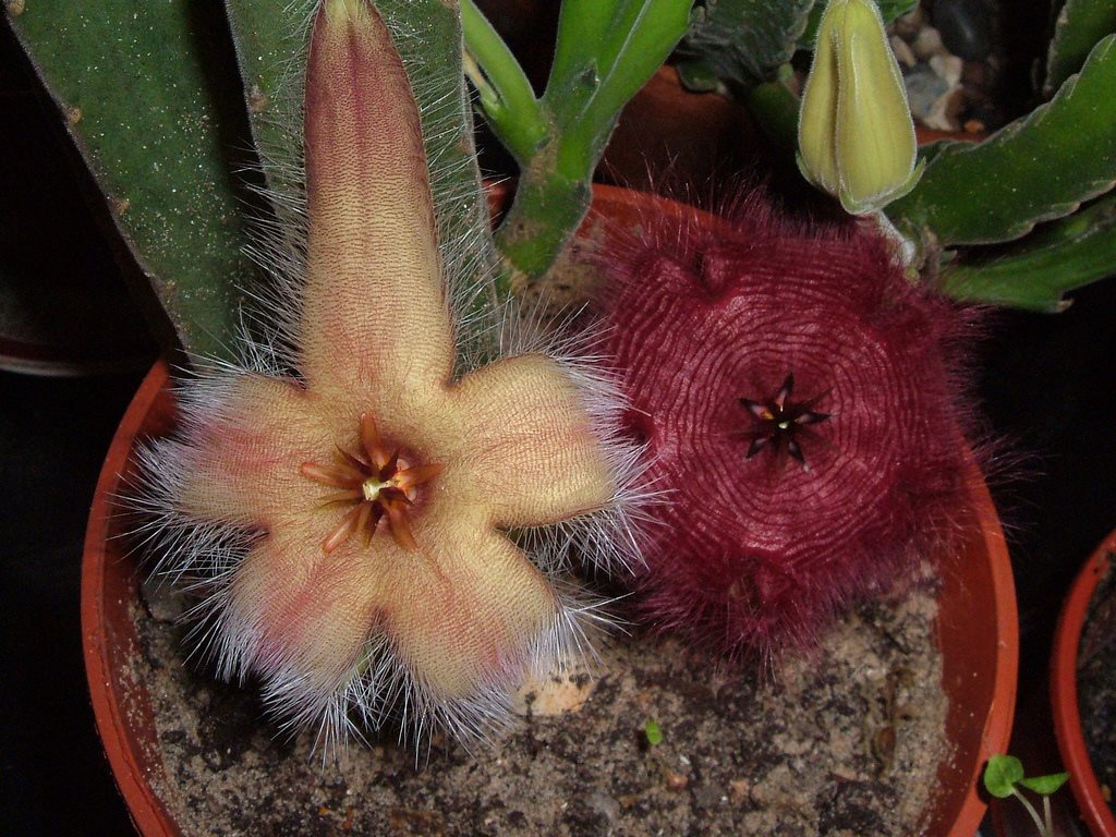 stapelia