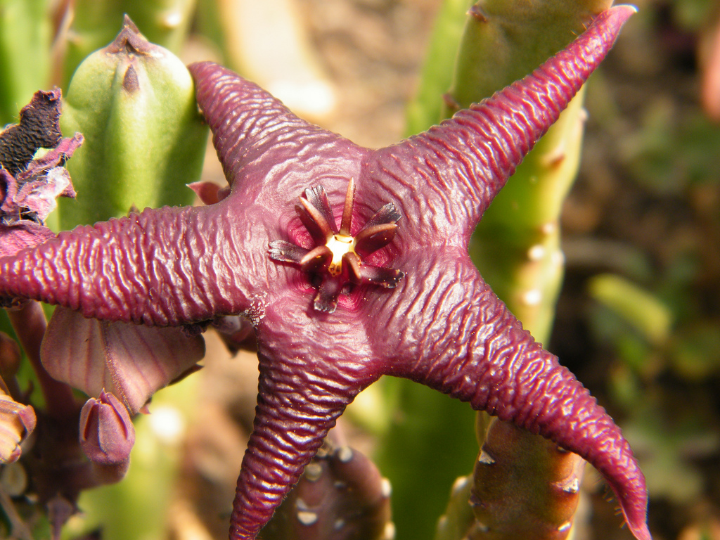 stapeliahissute22