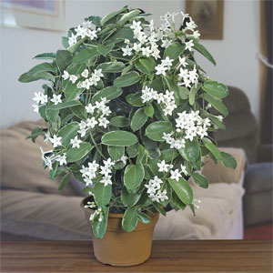 stephanotis