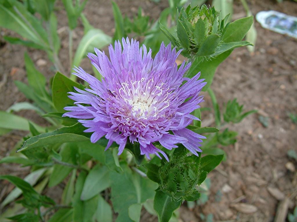 stokesia leavis (2)