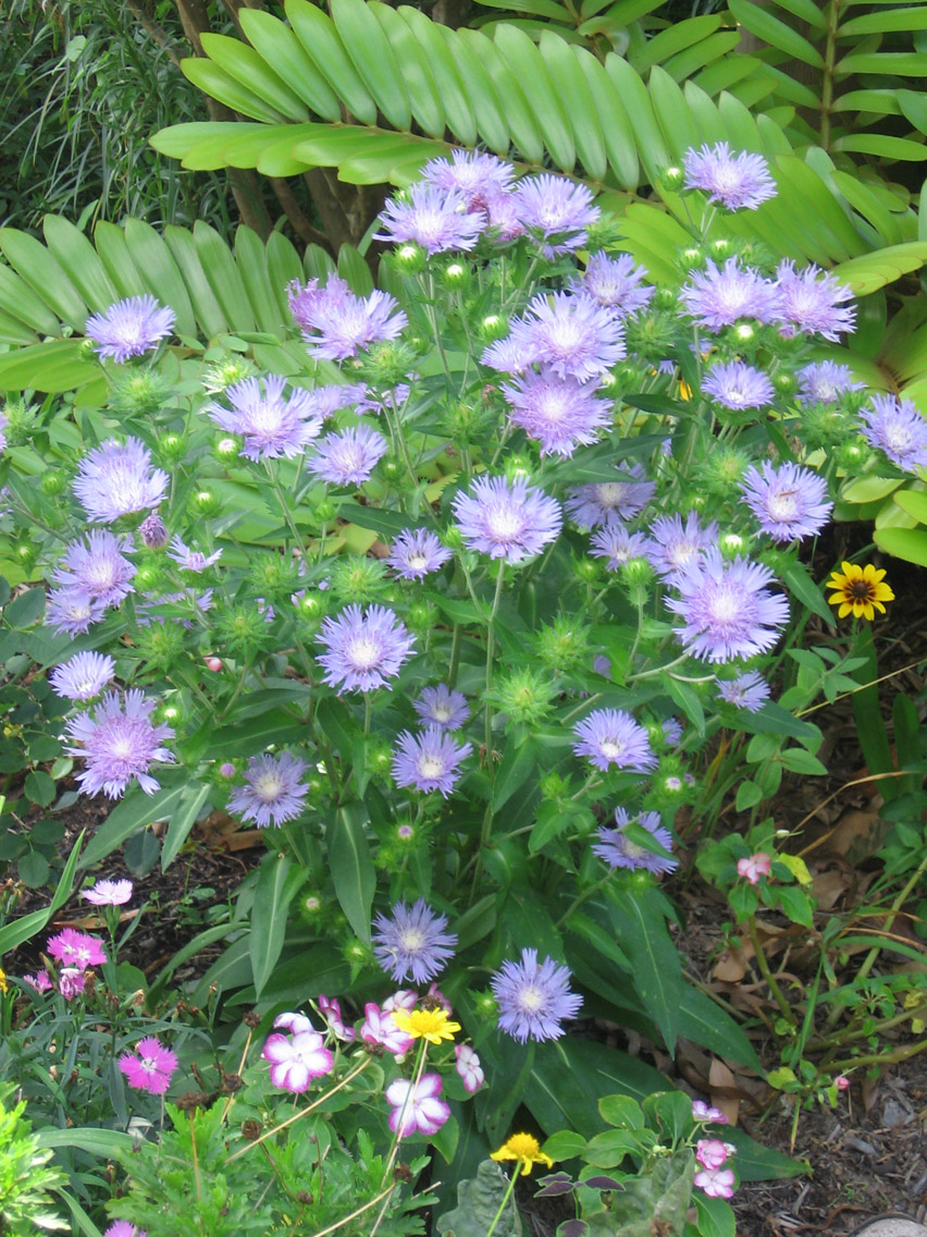 stokesia