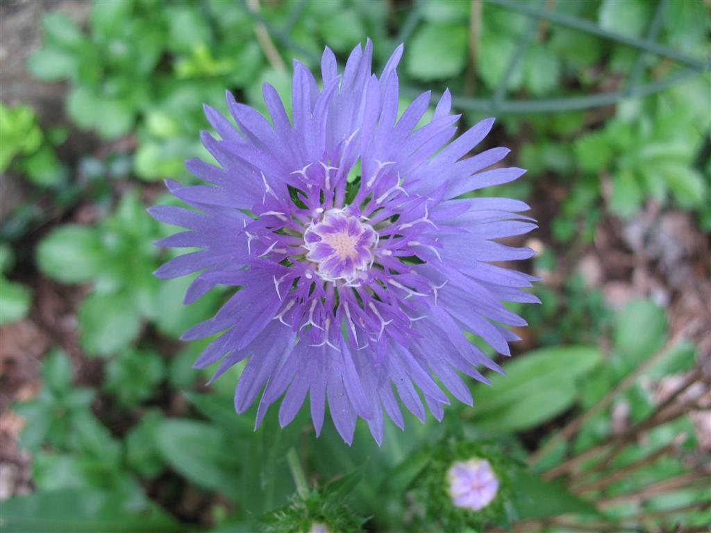 stokesia