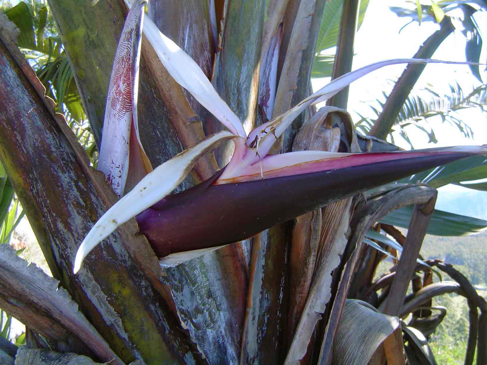 strelitzia caudata