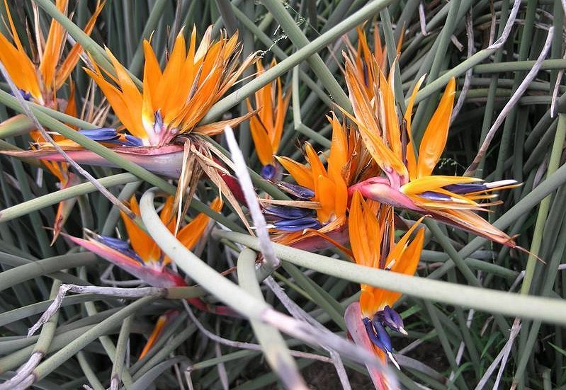 strelitzia-juncea