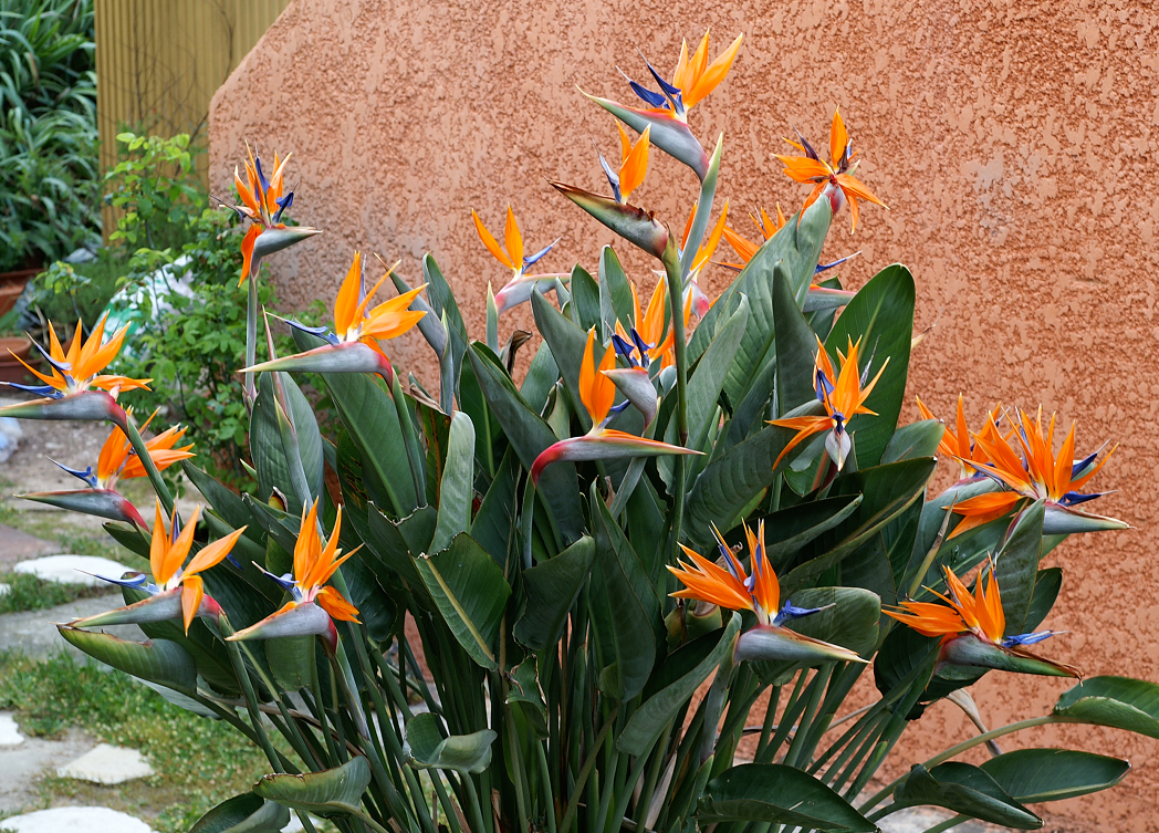 strelitzia reginae4