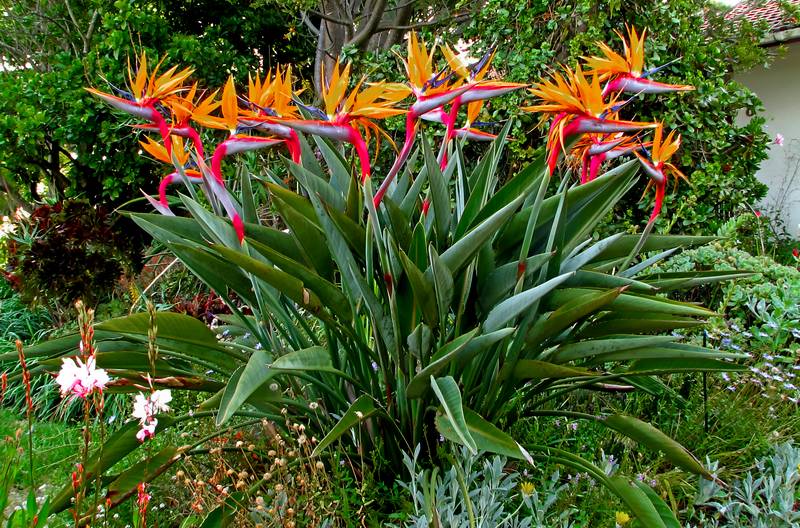 strelitzia