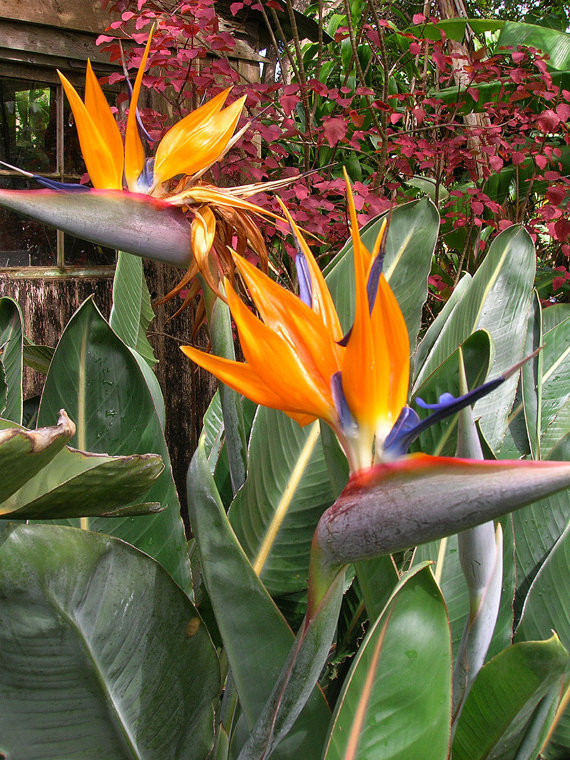 strelitzia