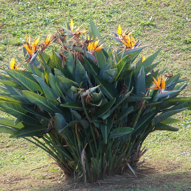 strelitzia_