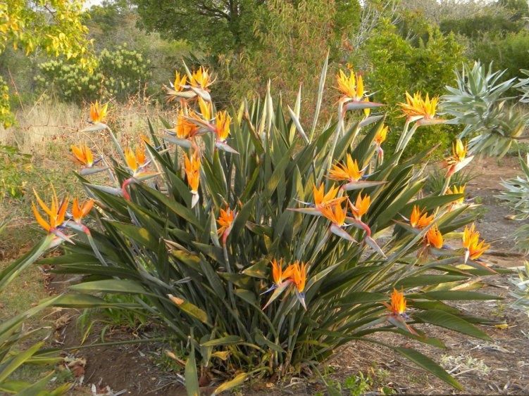 strelitzia_reginae