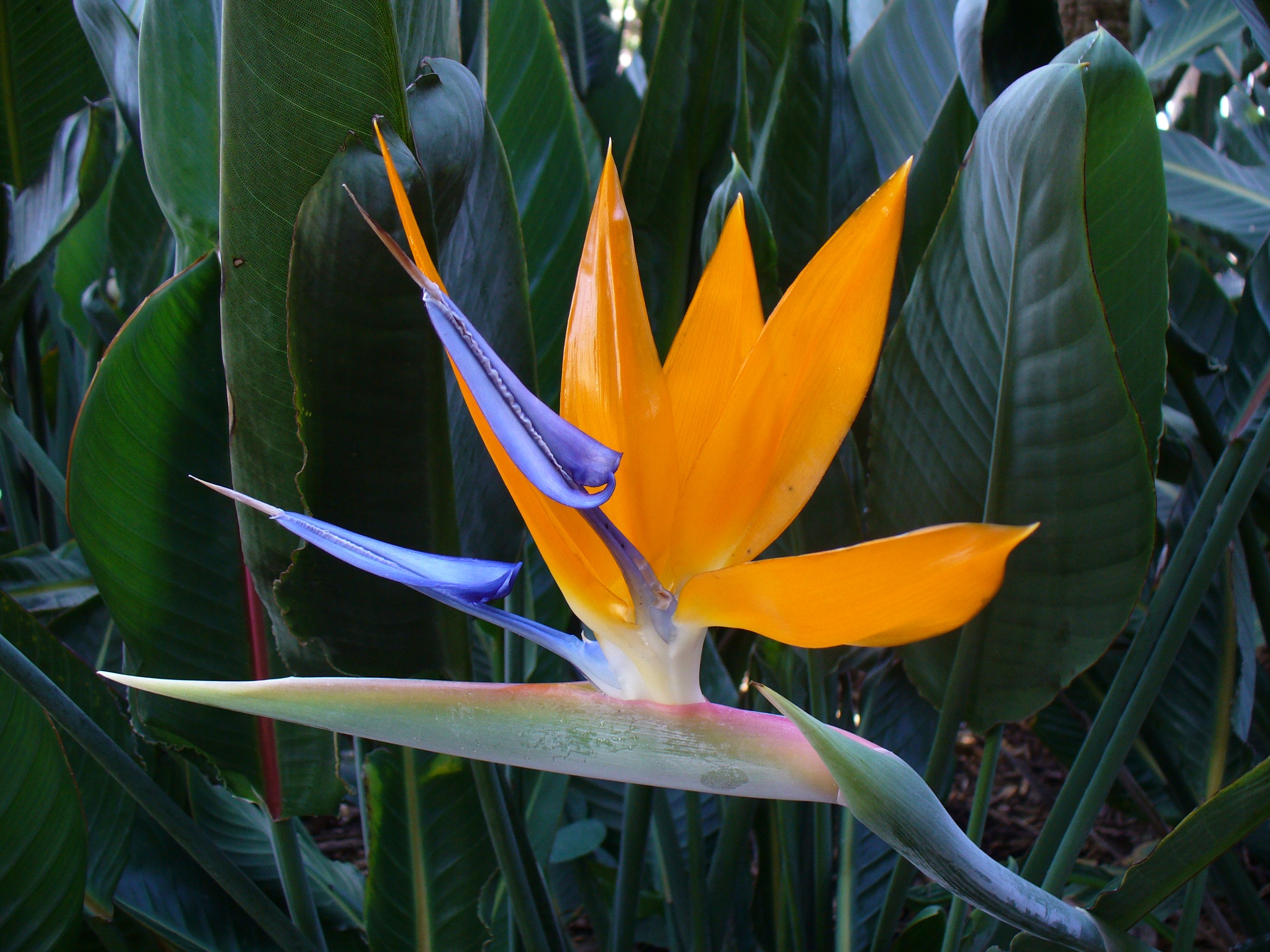 strelitzia_reginae_1_1