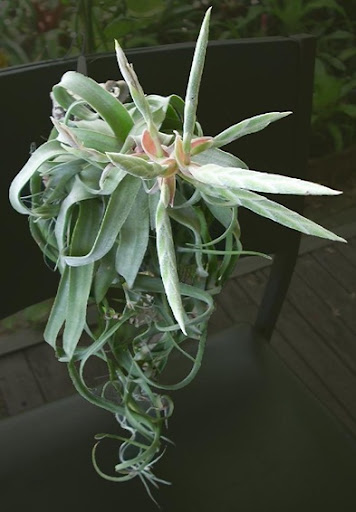 streptophylla