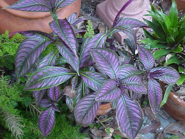 strobilanthes