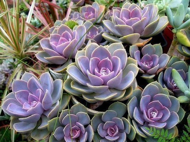 suculenta-echeveria