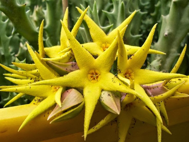 suculenta em flor