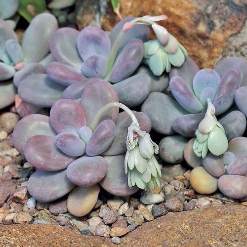 pedra-da-lua-pachyphytum-oviferum