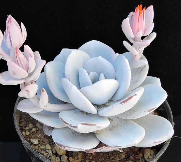 echeveria-lauii