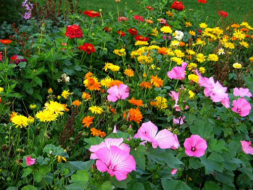 summer-flower-garden