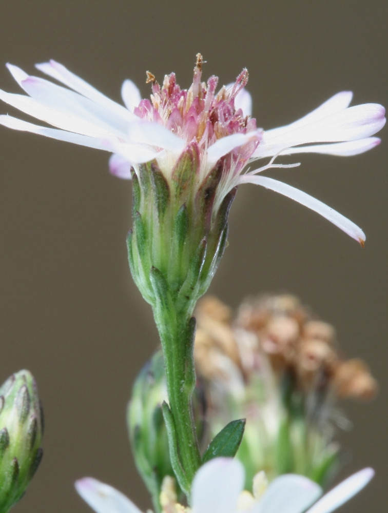 symphyotrichum-tradescantii