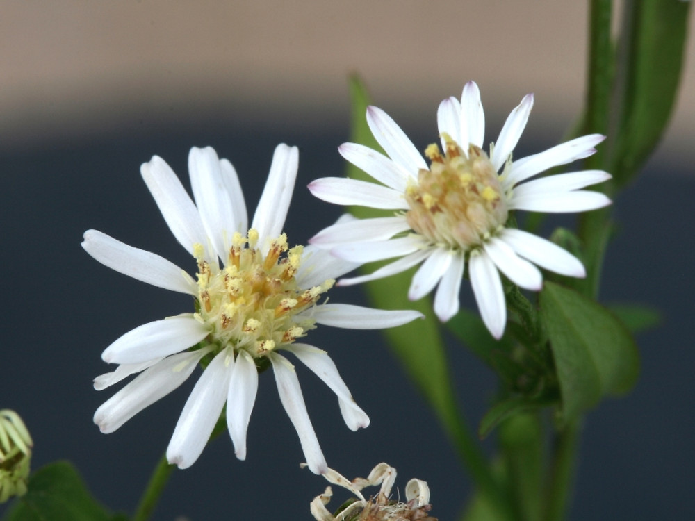 symphyotrichum-tradescantii