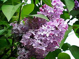 syringa_vulgaris