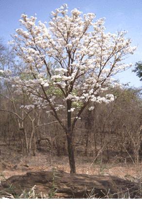 tabebuiaalba