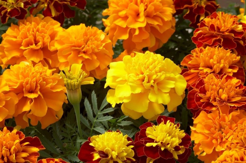 tagetes-1