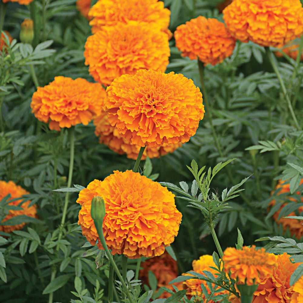 tagetes erecta