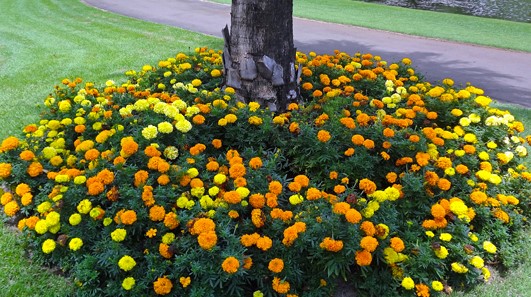 tagetes