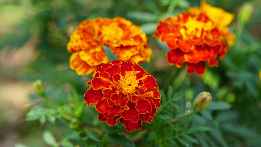 tagetes