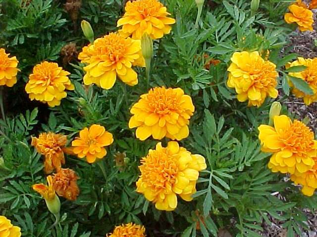 tagetes_patula_5