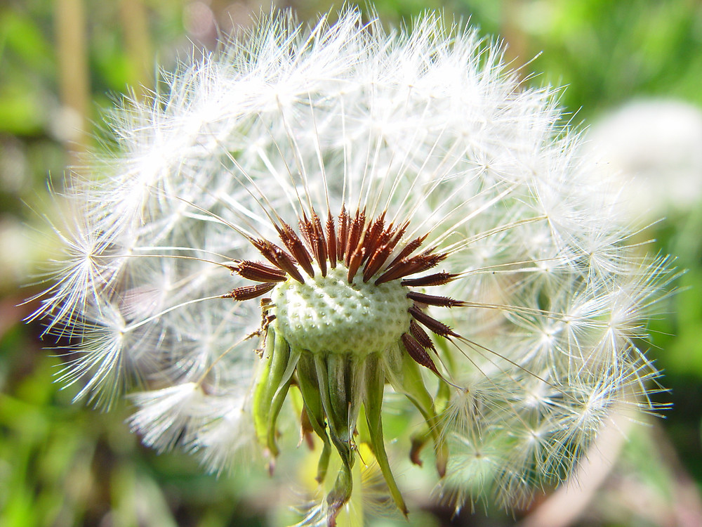 taraxacum-officinale