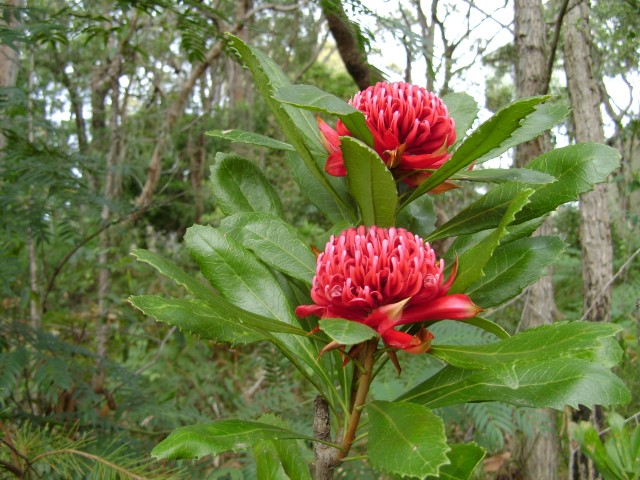 telopea-speciosissima- )