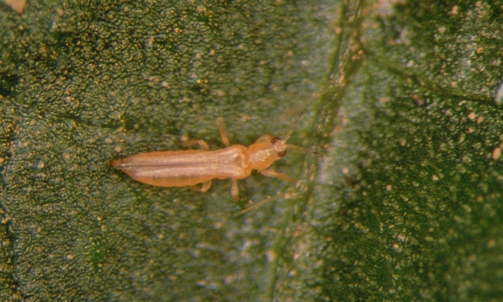 thrips spp 